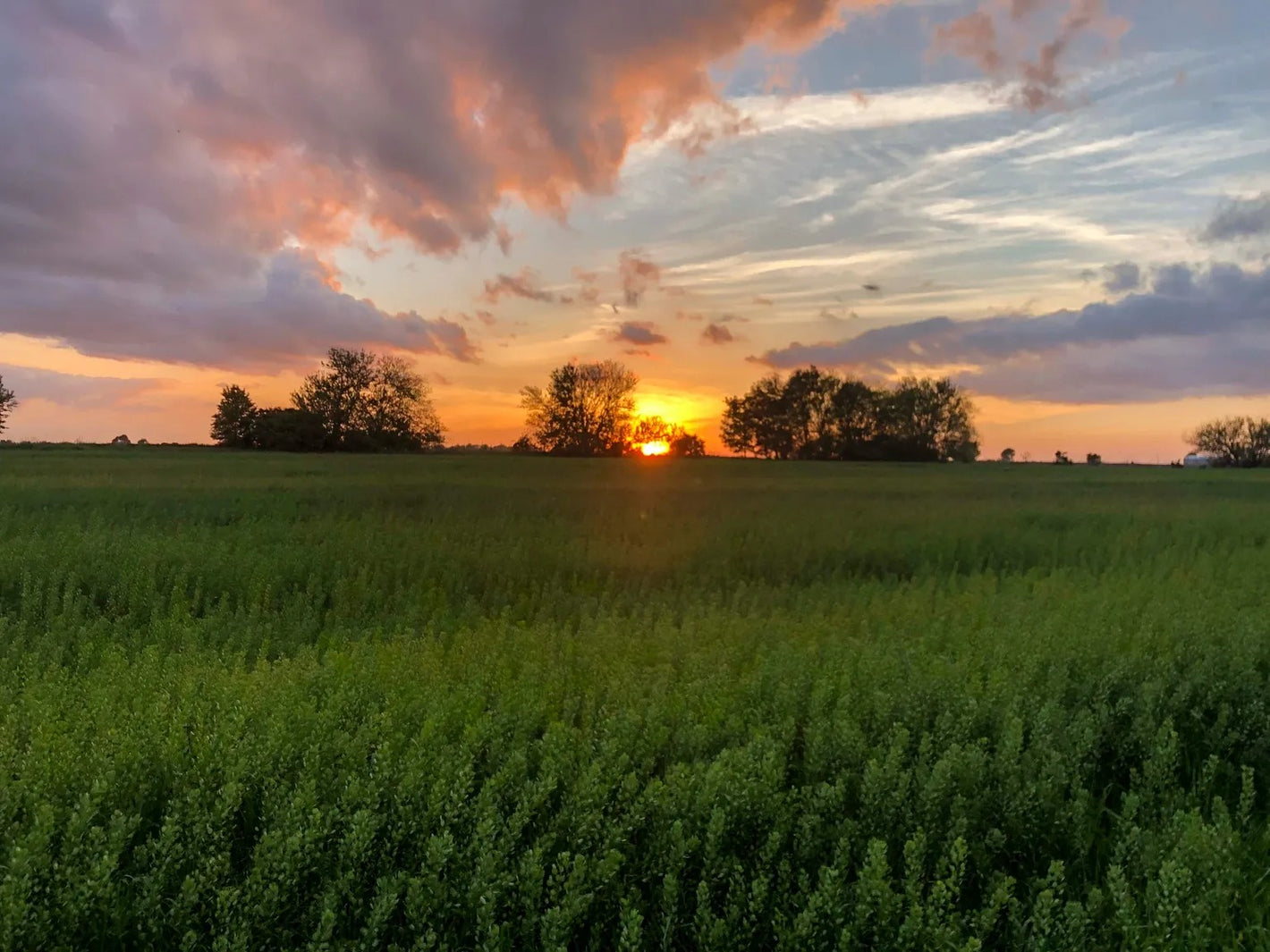 Pasture.jpeg__PID:9938bcbf-4544-42d5-94c3-d7cc5502b16a